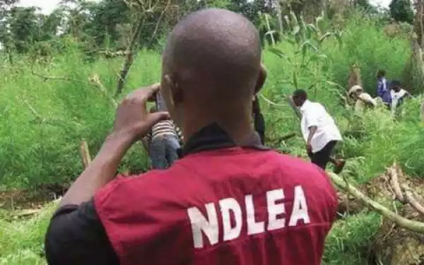 NDLEA nabs 20-year-old with 400 grammes of hemp in Abuja